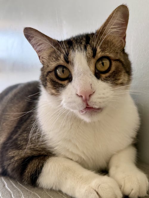 BOOTS - Domestic Short Hair available for adoption
