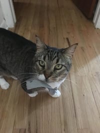 Stewie - Photo 1