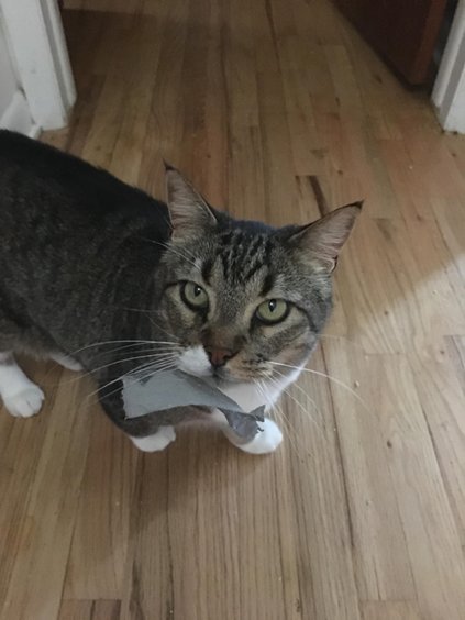 STEWIE - Domestic Short Hair / Tabby available for adoption