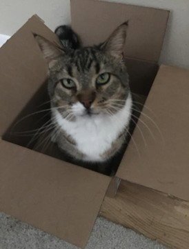 STEWIE - Domestic Short Hair / Tabby available for adoption