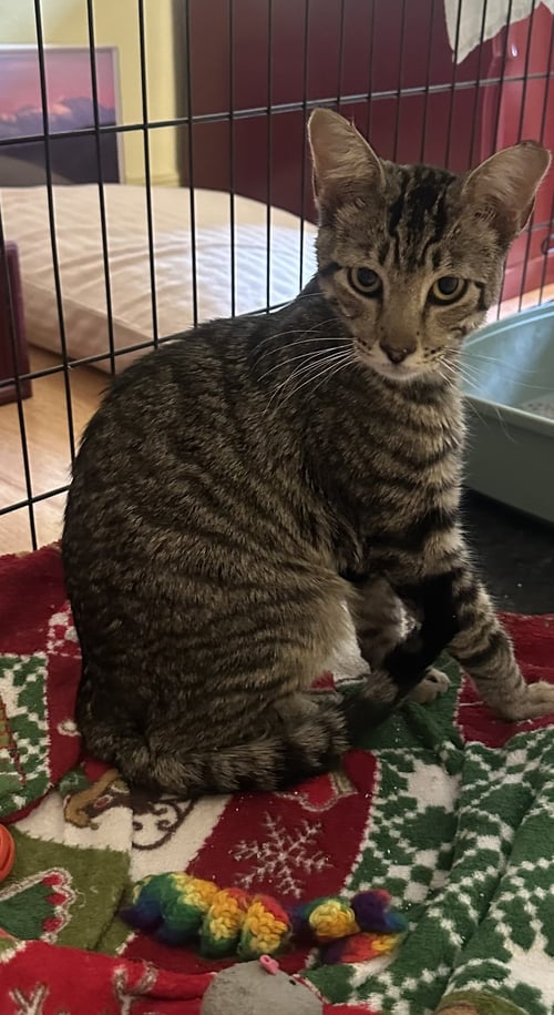 MATTY - Domestic Short Hair / Tabby available for adoption