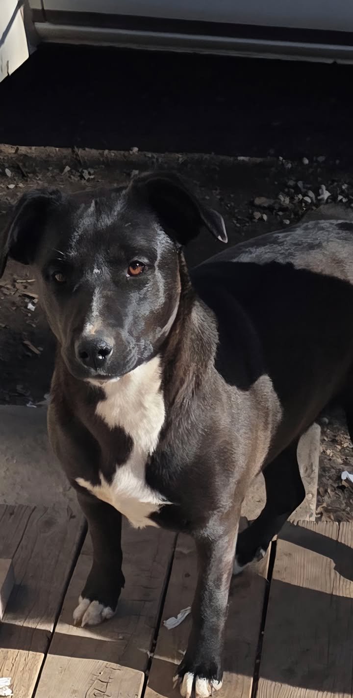 TAOS - BLK/WHITE GIRL COURTESY LISTING - Labrador Retriever available for adoption
