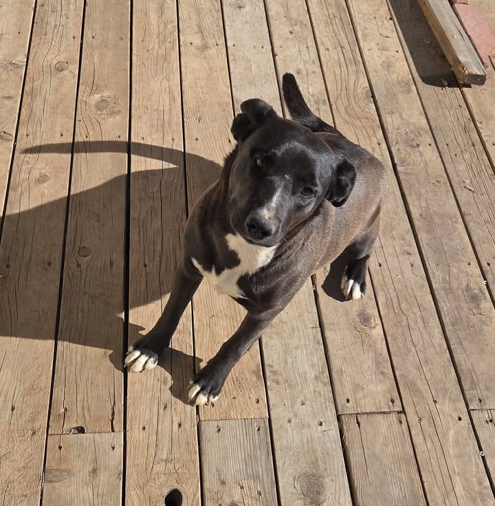TAOS - BLK/WHITE GIRL COURTESY LISTING - Labrador Retriever available for adoption