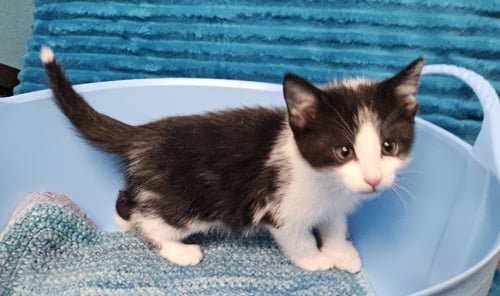 DILL - Domestic Short Hair available for adoption