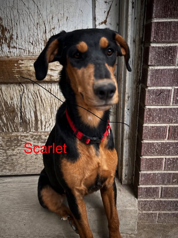 Scarlet Adopt or Foster Image