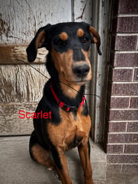 Scarlet Adopt or Foster - Photo 1