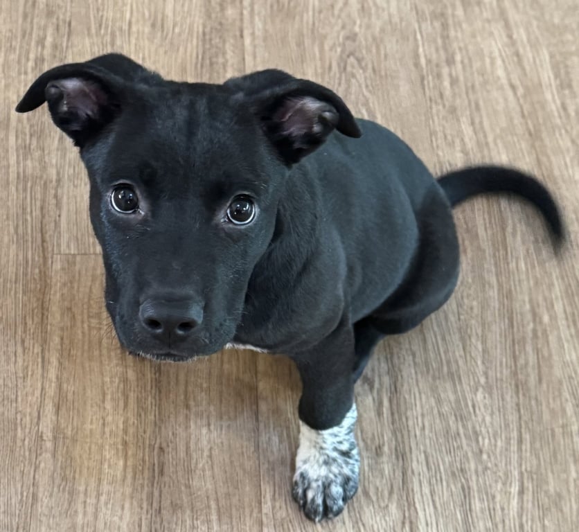 Alfie Image