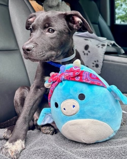 ALFIE - Border Collie / Pit Bull Terrier available for adoption