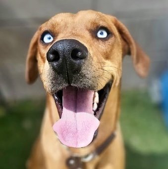 ZUCCHINI - Rhodesian Ridgeback available for adoption