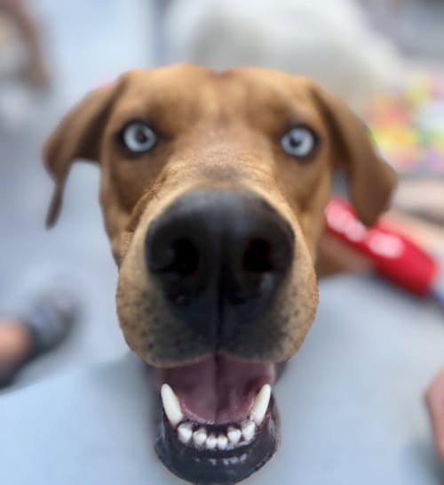ZUCCHINI - Rhodesian Ridgeback available for adoption