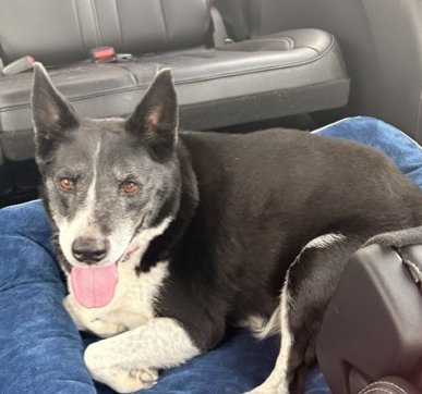 ROCKY COURTESY LISTING - Border Collie available for adoption