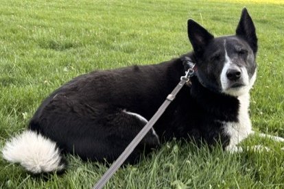 ROCKY COURTESY LISTING - Border Collie available for adoption