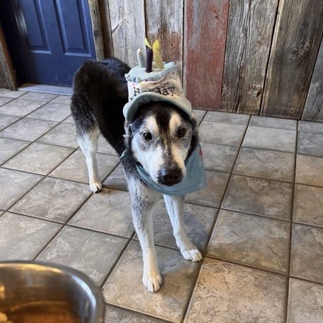 BALTO COURTESY LISTING - Siberian Husky available for adoption