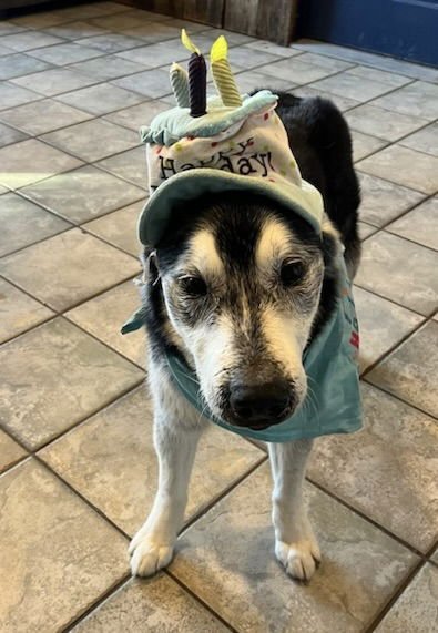 BALTO COURTESY LISTING - Siberian Husky available for adoption