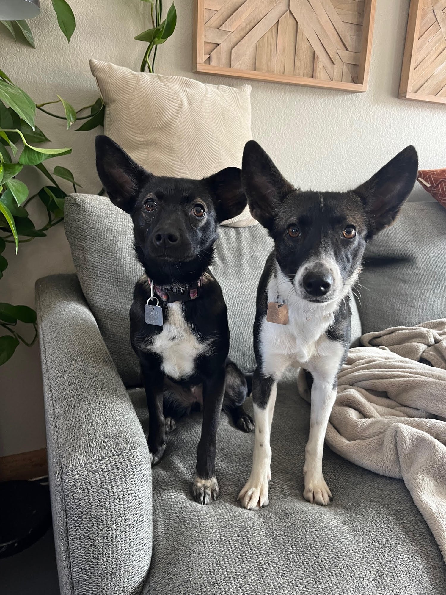 FAYE SPONSORED ADOPTION FEE - Terrier available for adoption