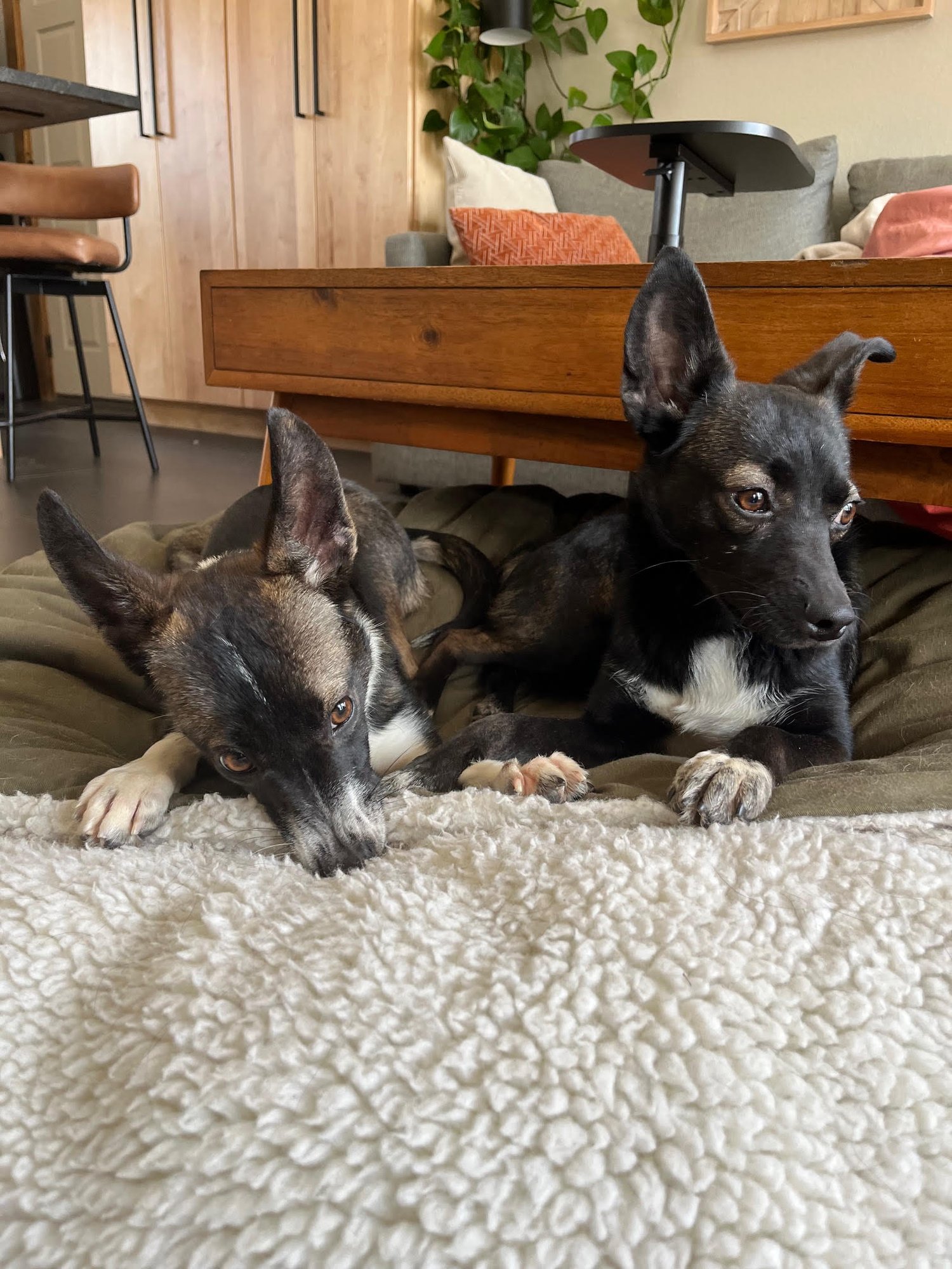 FAYE SPONSORED ADOPTION FEE - Terrier available for adoption