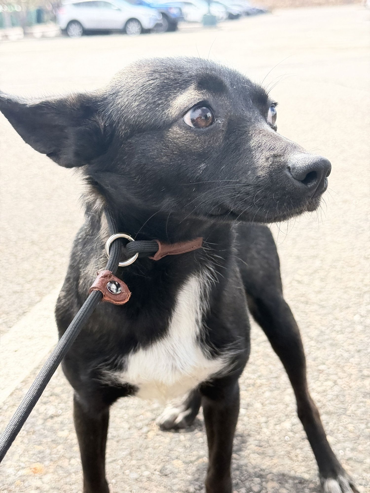 Faye Sponsored Adoption Fee - Photo 7