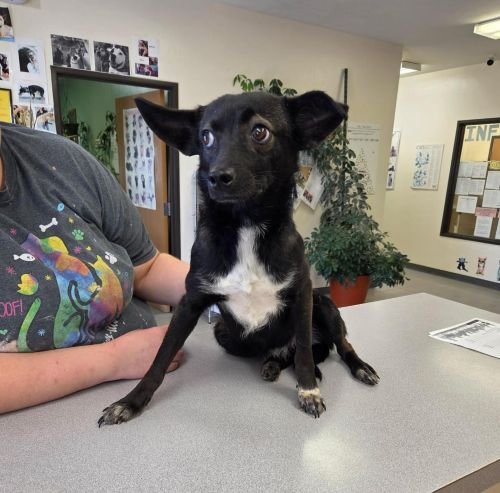Faye Sponsored Adoption Fee - Photo 8
