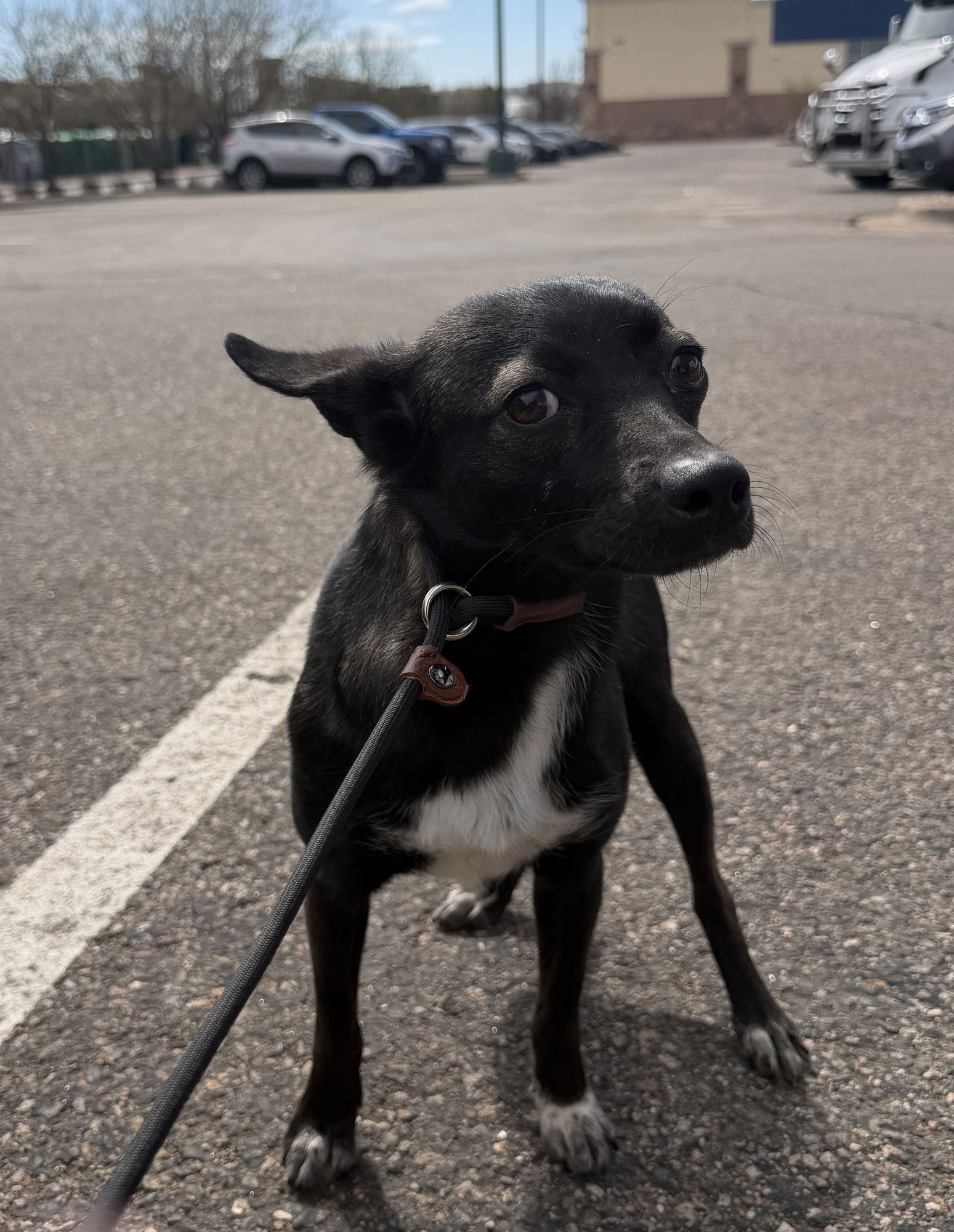 Faye Sponsored Adoption Fee - Photo 9