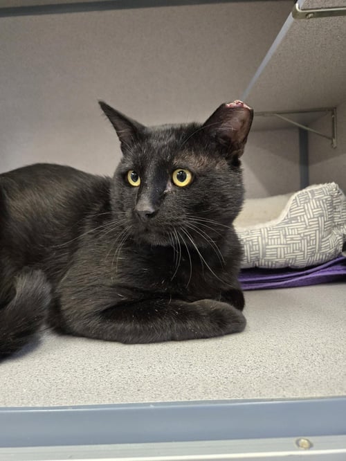 JOSEPH - Domestic Short Hair for adoption in Boulder