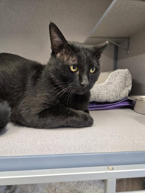 JOSEPH - Domestic Short Hair available for adoption