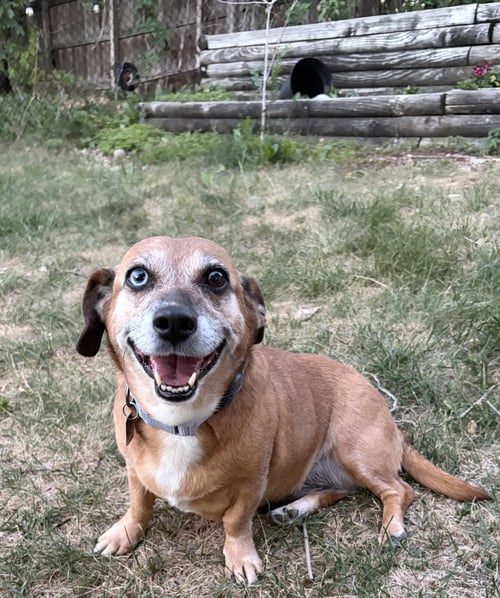 MIA - Dachshund available for adoption