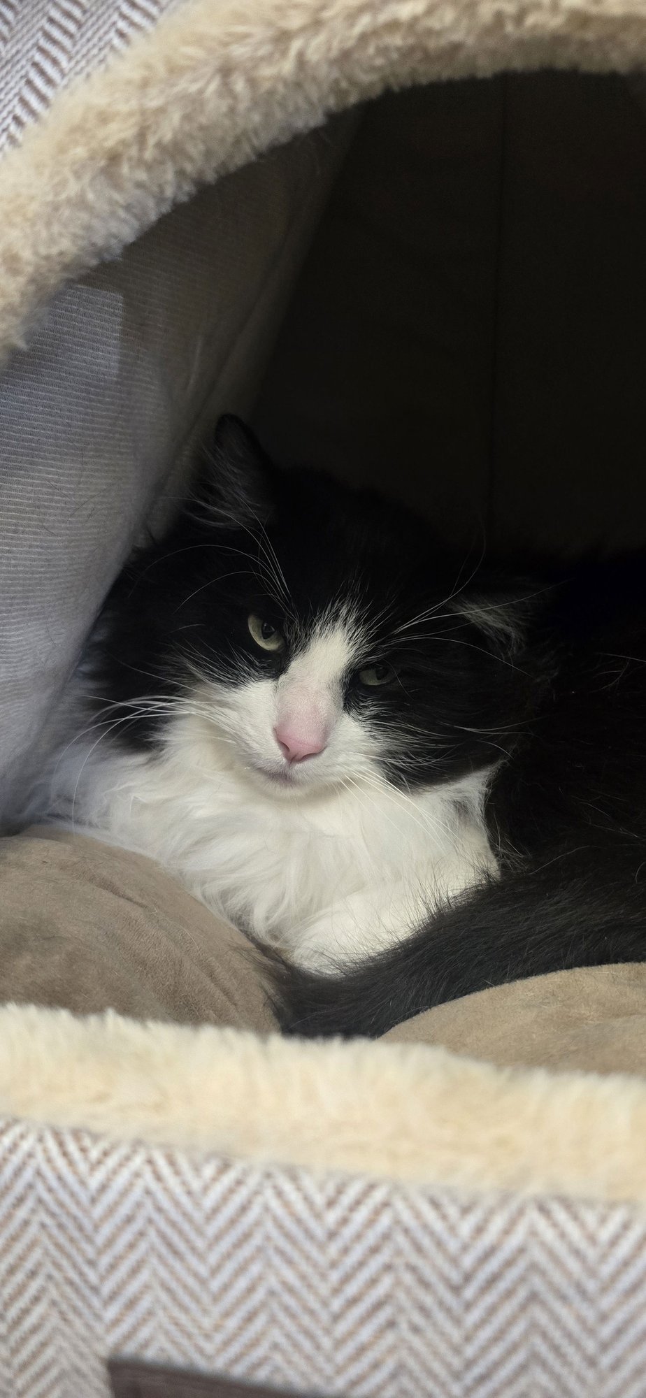 SYLVESTER - Domestic Long Hair for adoption in Boulder