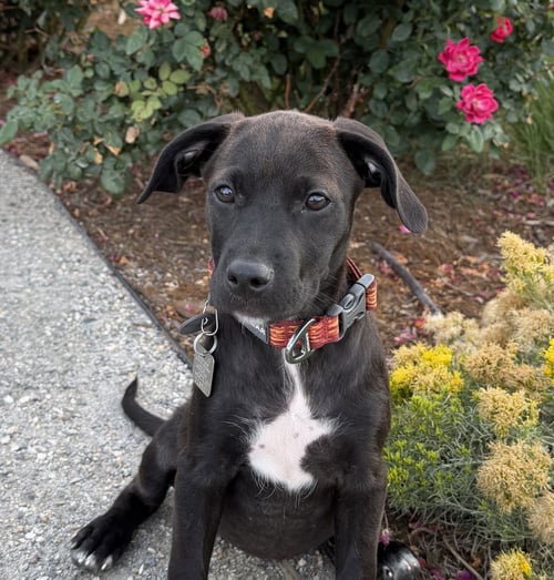 MANGO - Unknown for adoption in Thornton