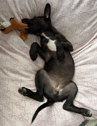 Mango - Photo 8