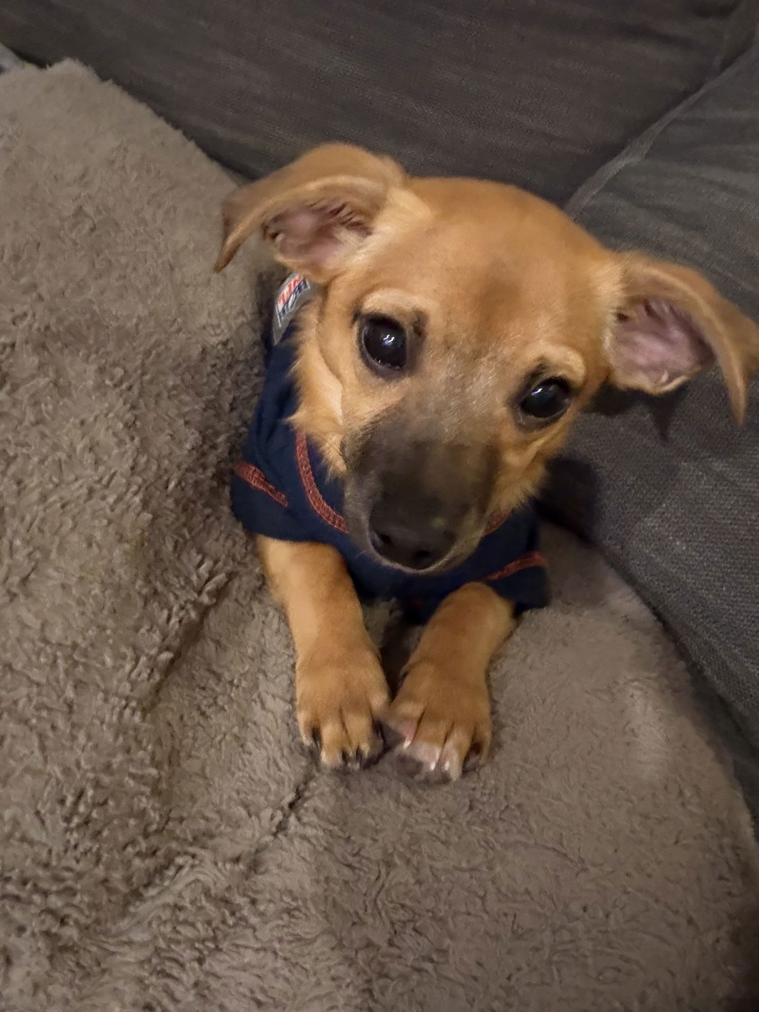 TIPPY AVAIL 2/11 - Chihuahua available for adoption