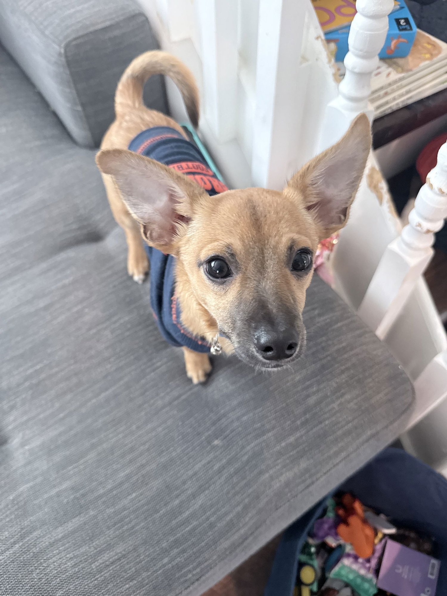 TIPPY AVAIL 2/11 - Chihuahua available for adoption