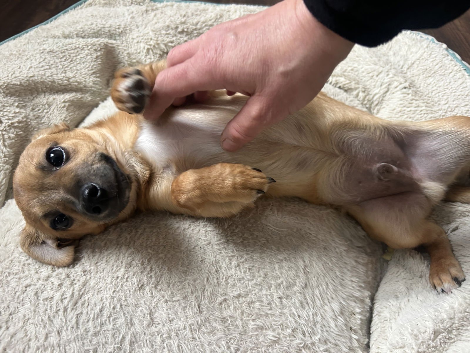 Tippy avail 2/11 - Photo 3