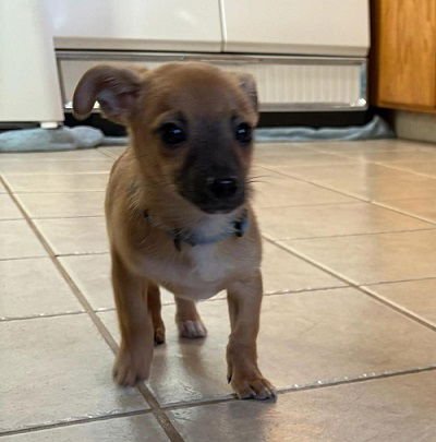 Tippy avail 2/11 - Photo 4