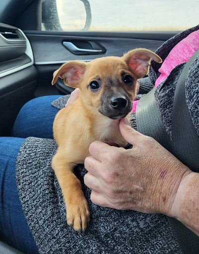 Tippy avail 2/11 - Photo 5