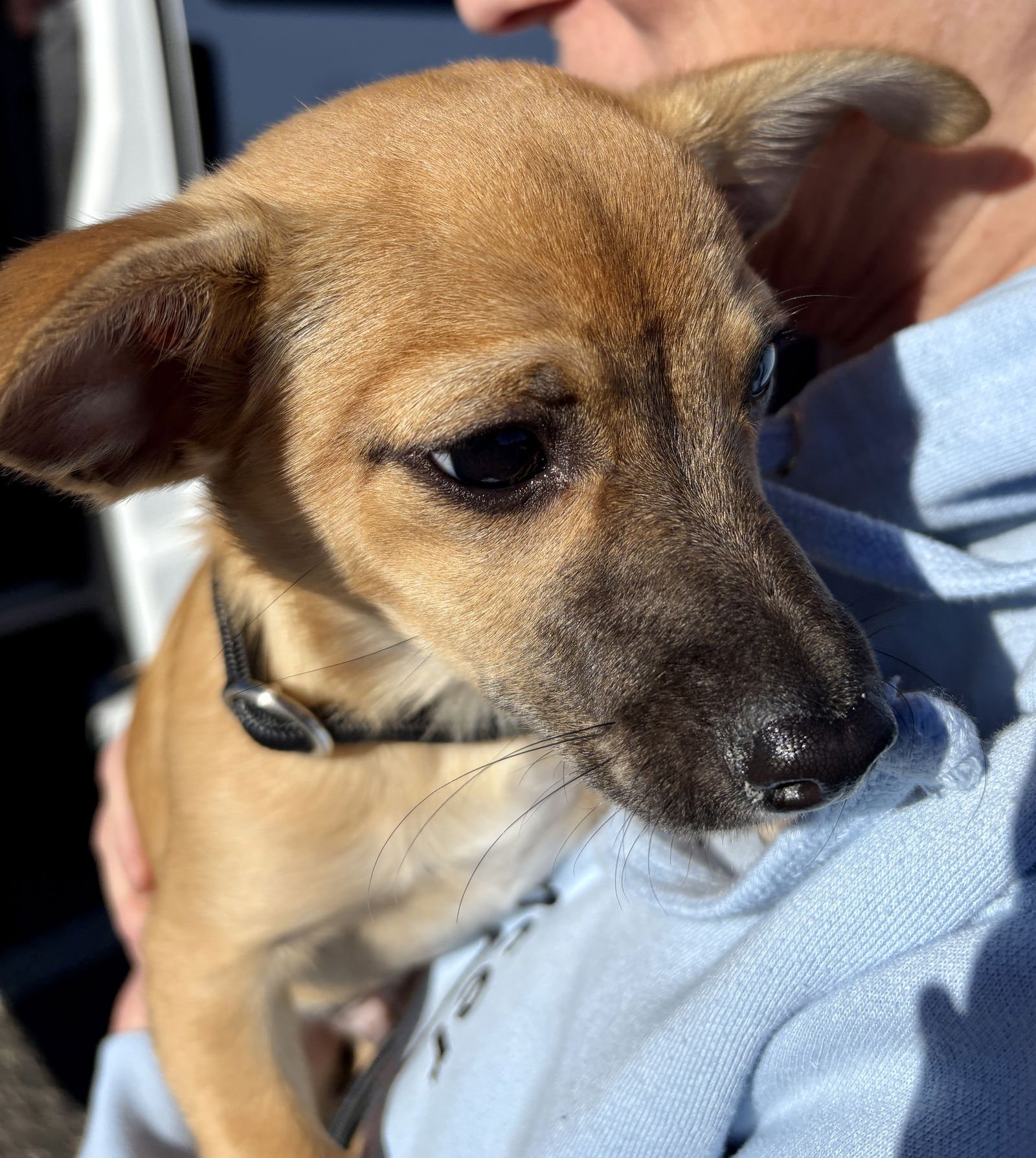 Tippy avail 2/11 - Photo 8