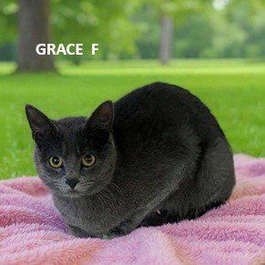 GRACE - Domestic Short Hair available for adoption