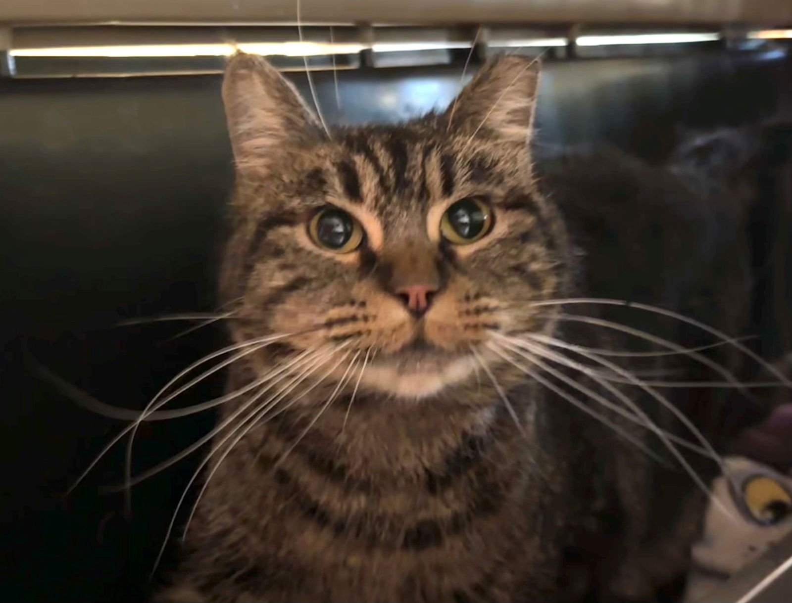 DECHEN - Domestic Long Hair available for adoption