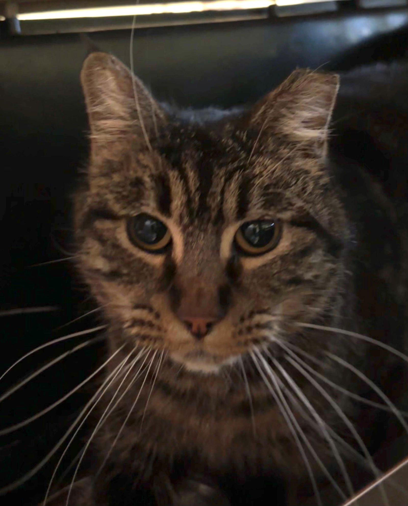 DECHEN - Domestic Long Hair available for adoption