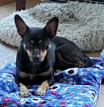 SNICKERS - Chihuahua / Dachshund available for adoption