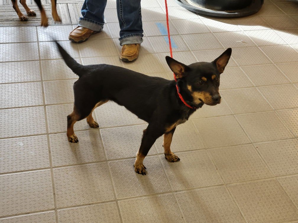 SNICKERS - Chihuahua / Dachshund available for adoption