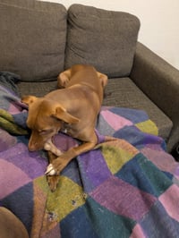 Rufus - Photo 9
