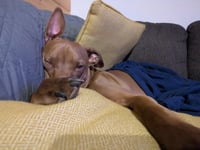 Rufus - Photo 7