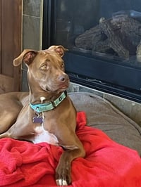 Rufus - Photo 8