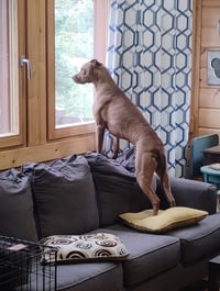 Rufus - Photo 10
