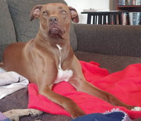 Rufus - Photo 12