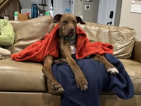 Rufus - Photo 5