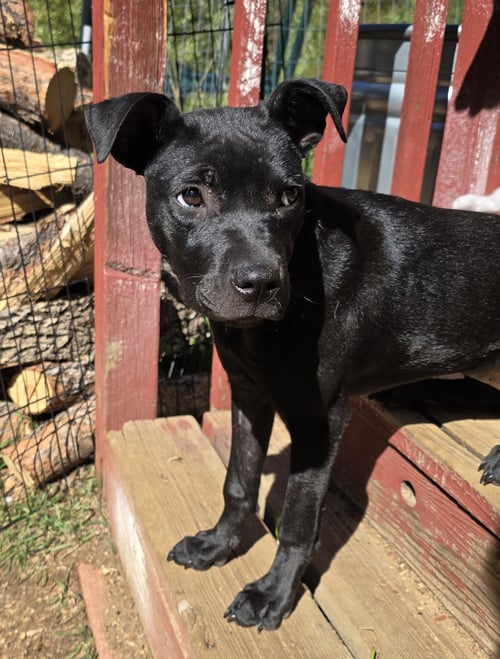 LINA - Labrador Retriever / Pit Bull Terrier available for adoption