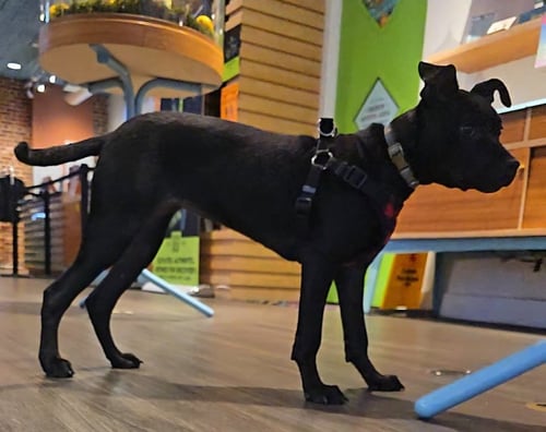 LINA - Labrador Retriever / Pit Bull Terrier available for adoption