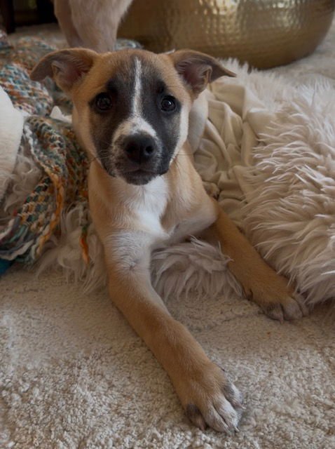 NOEL - Labrador Retriever available for adoption