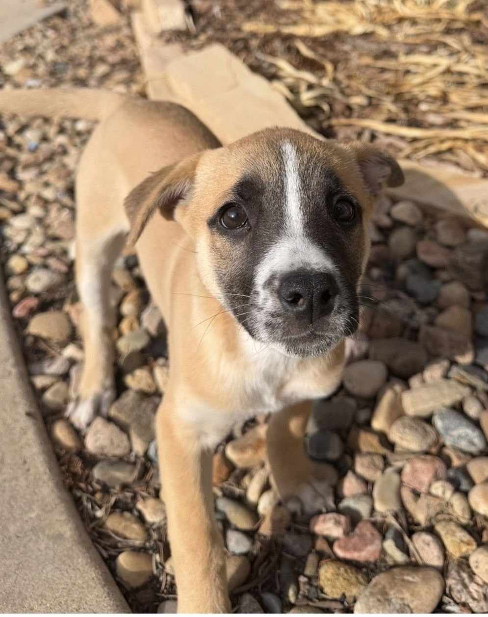 NOEL - Labrador Retriever available for adoption